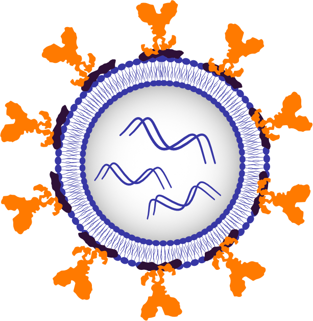 Diagram of a lipid nanoparticle coated with NanoPilot fusion proteins, blocking ApoE-mediated liver uptake and presenting a targeting antibody